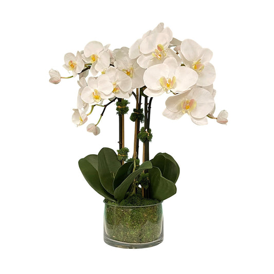 Pacifico Phalaenopsis Orchids with Moss