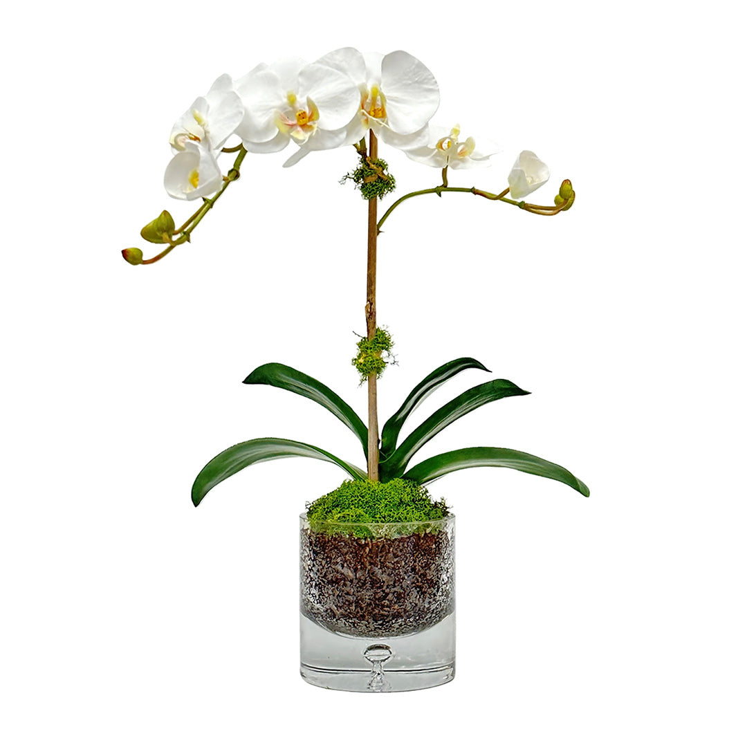 Aloha Phalaenopsis Orchid in Glass Bubble Vase