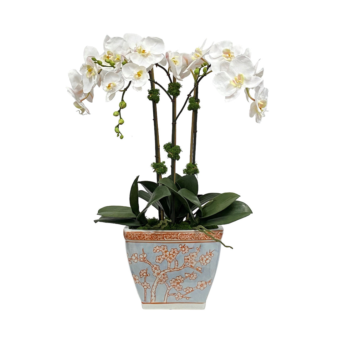 Orchids in Cherry Blossom Cachepot